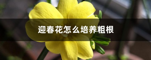 迎春花怎么培养粗根