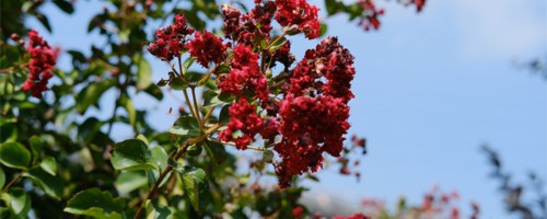 济源适合养什么花，市花和市树是什么