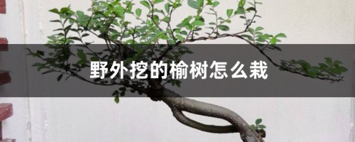 野外挖的榆树怎么栽，怎么样成活率高