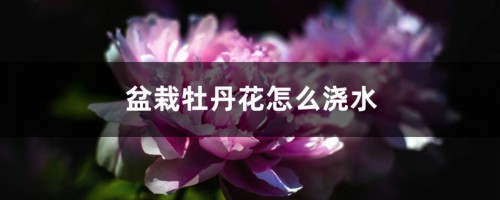 盆栽牡丹花怎么浇水